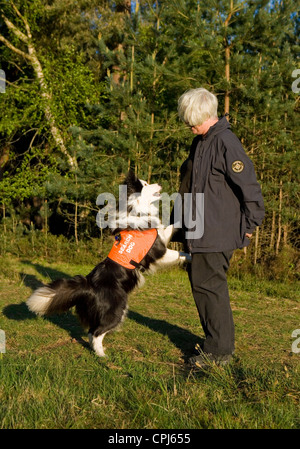 Search and Rescue Dog adulte seul propriétaire d'alerte UK Banque D'Images