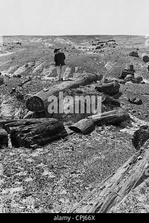 Petrified Forest National Park en Arizona, 1928 Banque D'Images