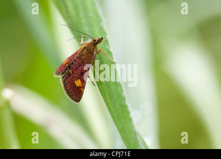 La menthe Pyrausta Aurata adulte seul reposant sur l'herbe UK Banque D'Images