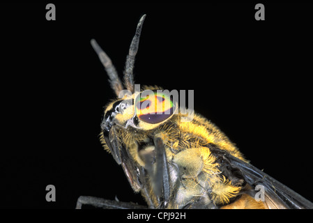 Deer Fly (Chrysops relictus) - Détail de la tête. Banque D'Images
