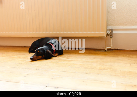 Portrait de chien Teckel Banque D'Images