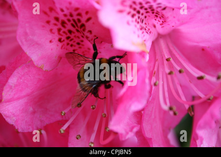 Bourdon sur une fleur de rhododendron Banque D'Images