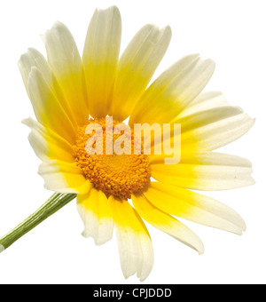 Daisy isolé sur fond blanc. Banque D'Images