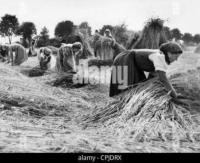 Les jeunes femmes de la 'BDM-Werk Glaube und Schoenheit faisant des activités agricoles, 1940 Banque D'Images