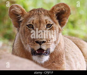 Jeune lion en Afrique du Sud, Panthera leo Banque D'Images