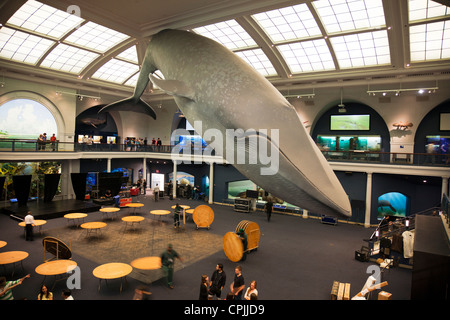 Rorqual bleu lifesize afficher dans le Hall de la vie des océans, American Museum of Natural History, New York City Banque D'Images