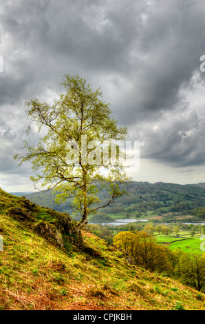 Elter Eau et lac du même nom sont situés dans les mâchoires de l'Elterwater Valley dans les lacs anglais de Cumbria. Banque D'Images