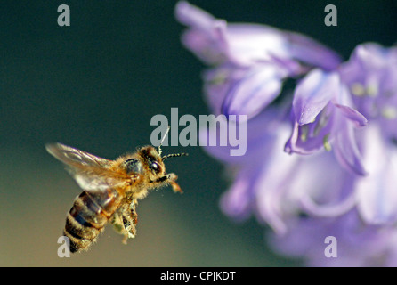 Abeille à miel Banque D'Images