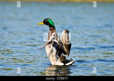 Canard colvert mâle étend ses ailes Anas platyrhynchos Banque D'Images