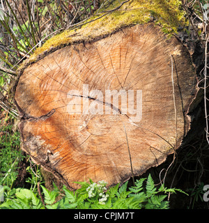 Souche d'arbre scié la chaîne Banque D'Images