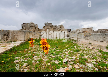 Israël (Cisjordanie). Les fleurs fleurissent dans les ruines d'une ancienne église sur le mont Garizim, près de la ville de Naplouse Banque D'Images