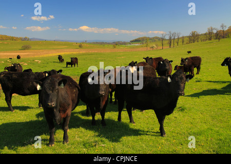 Sur bovins ferme près de Middlebrook, dans la vallée de Shenandoah, en Virginie, USA Banque D'Images