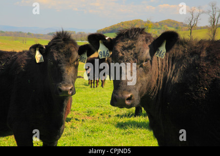 Sur bovins ferme près de Middlebrook, dans la vallée de Shenandoah, en Virginie, USA Banque D'Images