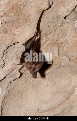 Stock photo d'une feuille de waterhouse retour à nez plat suspendu au plafond d'une grotte. Banque D'Images