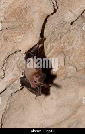 Stock photo d'une feuille de waterhouse retour à nez plat suspendu au plafond d'une grotte. Banque D'Images