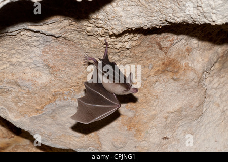 Stock photo d'une feuille de waterhouse retour à nez plat suspendu au plafond d'une grotte. Banque D'Images