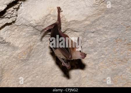 Stock photo d'une feuille de waterhouse retour à nez plat suspendu au plafond d'une grotte. Banque D'Images