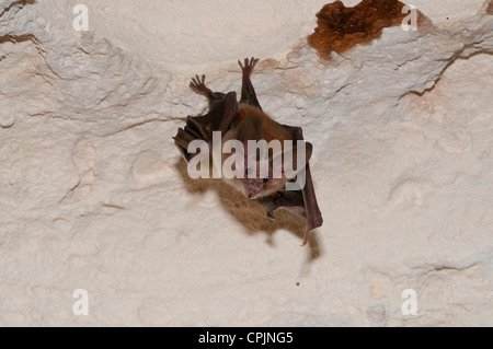 Stock photo d'une feuille de waterhouse retour à nez plat suspendu au plafond d'une grotte. Banque D'Images