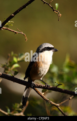 Pie-grièche à longue queue ou Bruant-grièche écorcheur (Lanius schach) dans le parc national de Keoladeo ,Rajasthan,Inde,Asia Banque D'Images