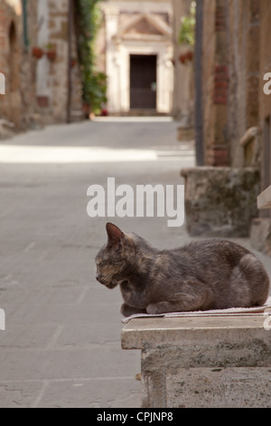 Chat sur la rue à Pitigliano, le sud de la Toscane, Italie Banque D'Images