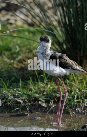 Black-winged Stilt - Himantopus himantopus Poussin Banque D'Images