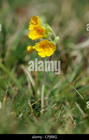 Faux Oxlip - Primula x polyantha hybride naturel de Primevère et coucou bleu Banque D'Images