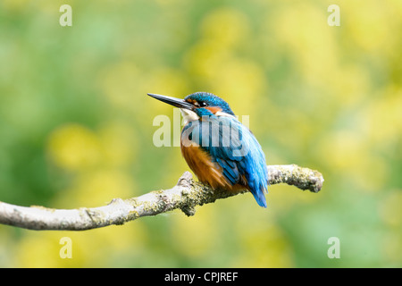 Martin-pêcheur mâle se percher, Alcedo atthis. Banque D'Images