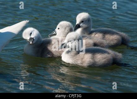 Bébé Cygnes seulement 2 jours vieux vu dans Cambourne, Cambridgeshire. UK. Banque D'Images