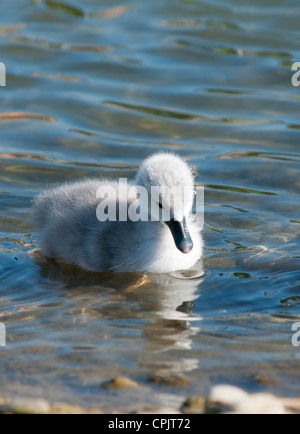 Baby Swan (signet) seulement 2 jours, Cambourne, Cambridgeshire. UK. Banque D'Images