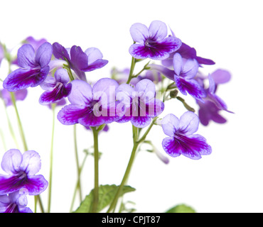 Violet-lilas Streptocarpus (Cape Primrose, hochant la violette), isolé sur blanc Banque D'Images