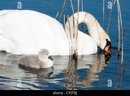 Cygnet Swan (bébé) seulement 2 jours vu dans Cambourne, Cambridgeshire. UK. Banque D'Images