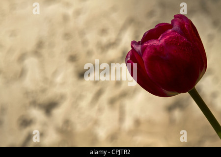 Close up sur single, dark red tulip en pleine floraison, un vieillissement sur l'espace de copie reste pétales sur fond flou, le stuc. Banque D'Images