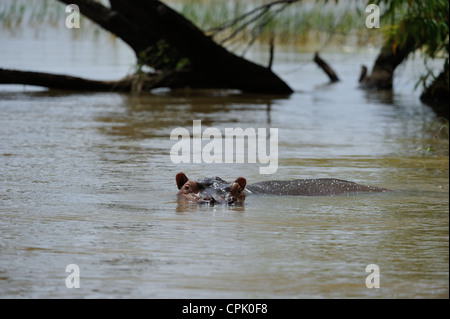 - Hippopotame Hippopotame (Hippopotamus amphibius) Nager dans le lac Baringo au Kenya - Afrique de l'Est Banque D'Images