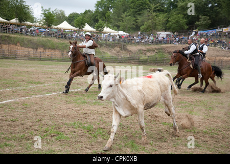 'Butteri' cowboys round up un veau à un tournoi d'élevage en Canale Monterano, Toscane, Italie Banque D'Images