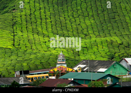 Meilleur des Highlands la plantation de thé, Cameron Highlands, Malaisie Banque D'Images