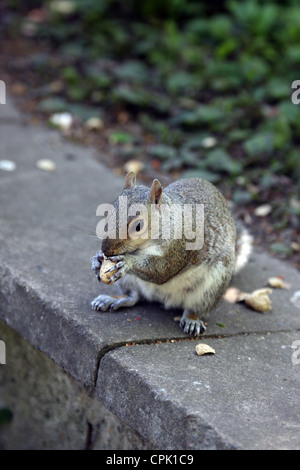 L'écureuil gris dans Regents Park à Londres Banque D'Images