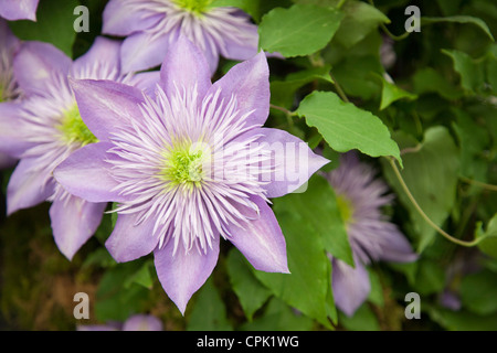 Clematis 'Crystal Fountain' (Clematis), RHS Chelsea Flower Show dans l'enceinte de l'Hôpital Royal de Chelsea, Londres. Banque D'Images