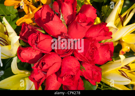 Roses rouges Banque D'Images