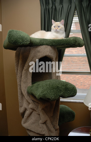 Un chat siamois blanc flamepoint repose confortablement au sommet d'un arbre de chat de moquette. Banque D'Images