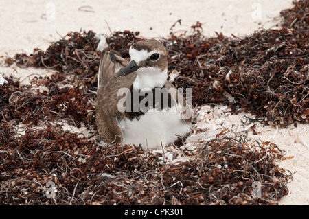 Stock photo d'un Pluvier de Wilson assis sur un nid. Banque D'Images