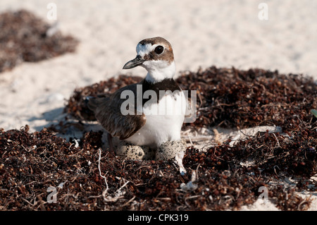 Stock photo d'un Pluvier de Wilson assis sur un nid. Banque D'Images