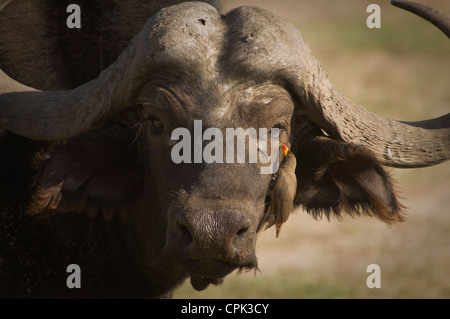 Tête de buffle avec Yellow-billed oxpecker sur elle Banque D'Images