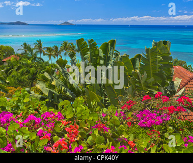 Virgin Gorda, îles Vierges britanniques, les Caraïbes une haie de bougainvilliers fleurit à un belvédère au-dessus de Mahoe Bay Banque D'Images