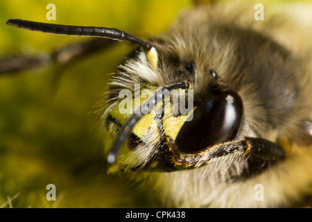 Une abeille Mason Banque D'Images