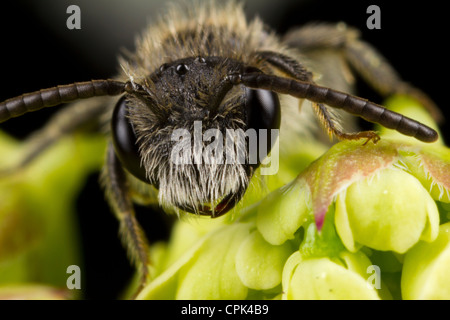 Une abeille Mason Banque D'Images