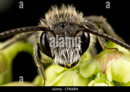 Une abeille Mason Banque D'Images