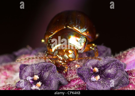 Chrysolina americana ou Rosemary Beetle Banque D'Images