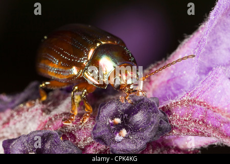 Chrysolina americana ou Rosemary Beetle Banque D'Images