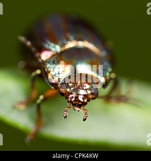 Chrysolina americana ou Rosemary Beetle Banque D'Images