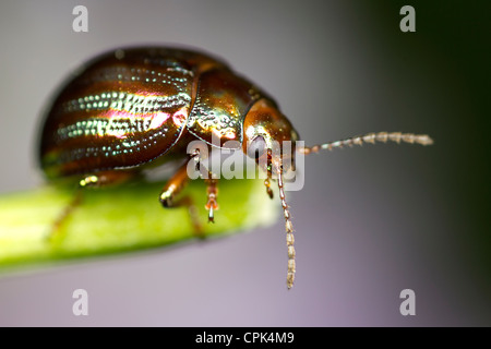 Chrysolina americana ou Rosemary Beetle Banque D'Images